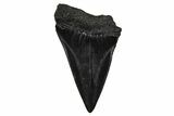 Fossil Broad-Toothed Mako Tooth - South Carolina #374783-1